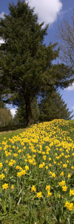 Daffodils