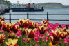 Spring in Oban Bay