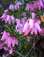 Heather