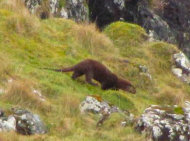 otter 1