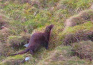 otter 2