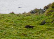 otter 3