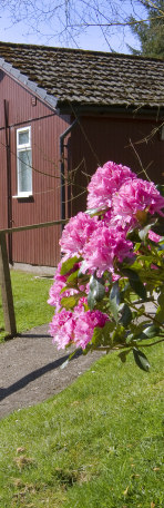 Rhododendrons outside Ash Lodge